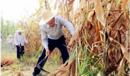 吃瓜最新事件爆料金乡,吃瓜群众揭秘最新事件内幕